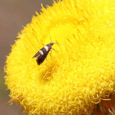 Glyphipterix meteora (A Sedge Moth) at Dryandra St Woodland - 15 Dec 2022 by ConBoekel