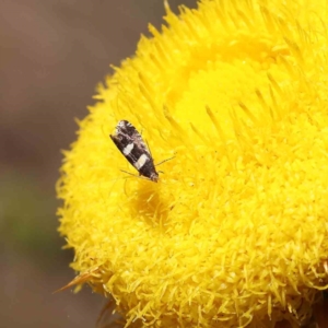 Glyphipterix meteora at O'Connor, ACT - 15 Dec 2022