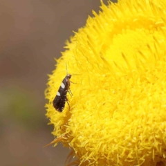 Glyphipterix meteora at O'Connor, ACT - 15 Dec 2022 01:54 PM