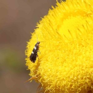 Glyphipterix meteora at O'Connor, ACT - 15 Dec 2022