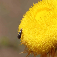 Glyphipterix meteora at O'Connor, ACT - 15 Dec 2022