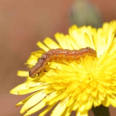 Helicoverpa (genus) (A bollworm) at O'Connor, ACT - 15 Dec 2022 by ConBoekel