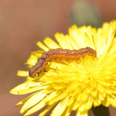 Helicoverpa (genus) (A bollworm) at Dryandra St Woodland - 15 Dec 2022 by ConBoekel