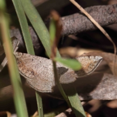 Taxeotis intermixtaria (Dark-edged Taxeotis) at Dryandra St Woodland - 15 Dec 2022 by ConBoekel