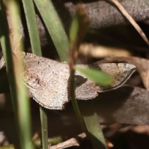 Taxeotis intermixtaria at O'Connor, ACT - 15 Dec 2022 12:35 PM