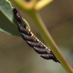 Paropsis (paropsine) genus-group at Dryandra St Woodland - 15 Dec 2022 12:47 PM