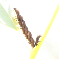 Paropsis (paropsine) genus-group at Dryandra St Woodland - 15 Dec 2022 12:47 PM