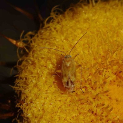 Miridae (family) (Unidentified plant bug) at Dryandra St Woodland - 15 Dec 2022 by ConBoekel