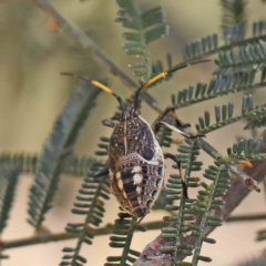 Poecilometis strigatus (Gum Tree Shield Bug) at Dryandra St Woodland - 15 Dec 2022 by ConBoekel