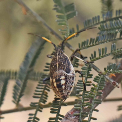 Poecilometis strigatus (Gum Tree Shield Bug) at Dryandra St Woodland - 15 Dec 2022 by ConBoekel