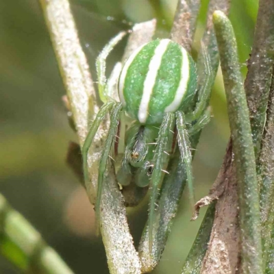 Araneus ginninderranus (Dondale's Orb-weaver) at Dryandra St Woodland - 15 Dec 2022 by ConBoekel