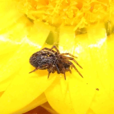 Badumna insignis (Black House Spider) at Dryandra St Woodland - 15 Dec 2022 by ConBoekel