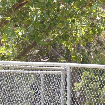 Rhipidura leucophrys (Willie Wagtail) at Dryandra St Woodland - 15 Dec 2022 by ConBoekel