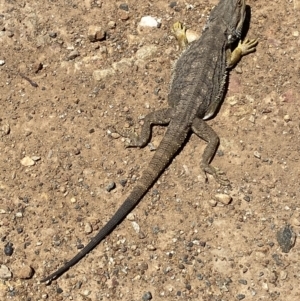 Pogona barbata at Throsby, ACT - 16 Dec 2022