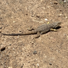 Pogona barbata at Throsby, ACT - suppressed