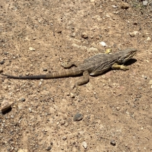 Pogona barbata at Throsby, ACT - 16 Dec 2022