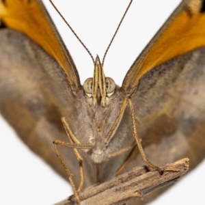 Heteronympha merope at Jerrabomberra, NSW - suppressed