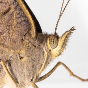 Heteronympha merope at Jerrabomberra, NSW - suppressed