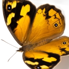 Heteronympha merope at Jerrabomberra, NSW - 16 Dec 2022