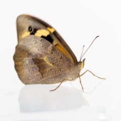 Heteronympha merope at Jerrabomberra, NSW - 16 Dec 2022