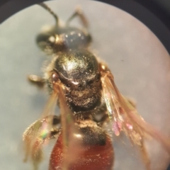 Lasioglossum (Chilalictus) hemichalceum (Halictid Bee) at Holt, ACT - 12 Dec 2022 by darrenw