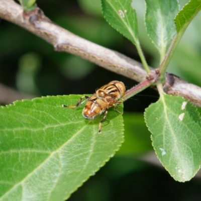 Eristalinus sp. (genus) (A Hover Fly) at Downer, ACT - 16 Dec 2022 by RobertD