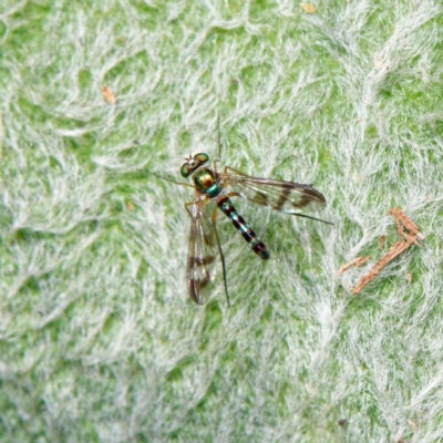 Austrosciapus connexus (Green long-legged fly) at Downer, ACT - 16 Dec 2022 by RobertD