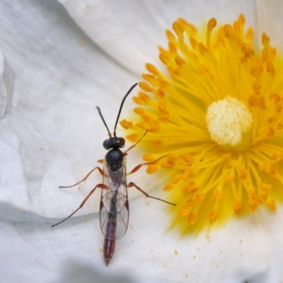 Campopleginae (subfamily) (An Ichneumon Parasitic Wasp) at Downer, ACT - 16 Dec 2022 by RobertD
