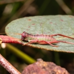 Phaneropterinae (subfamily) (Leaf Katydid, Bush Katydid) at Bruce, ACT - 15 Dec 2022 by Roger