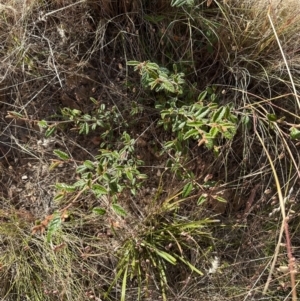 Pomaderris betulina subsp. actensis at Aranda, ACT - 16 Dec 2022