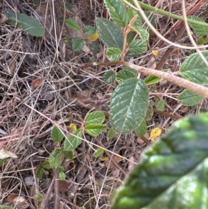 Pomaderris betulina subsp. actensis at Aranda, ACT - 16 Dec 2022