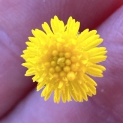 Calotis lappulacea (Yellow Burr Daisy) at Aranda, ACT - 16 Dec 2022 by lbradley