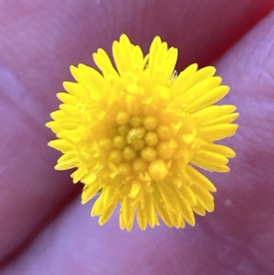 Calotis lappulacea (Yellow Burr Daisy) at Aranda Bushland - 16 Dec 2022 by lbradley