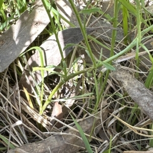 Calotis lappulacea at Aranda, ACT - 16 Dec 2022