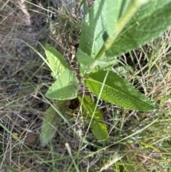 Verbascum virgatum (Green Mullein) at Aranda, ACT - 16 Dec 2022 by lbradley