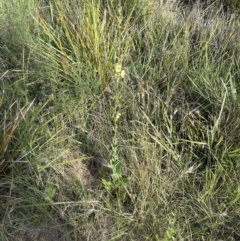 Verbascum virgatum at Aranda, ACT - 16 Dec 2022