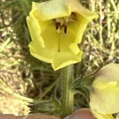 Verbascum virgatum at Aranda, ACT - 16 Dec 2022