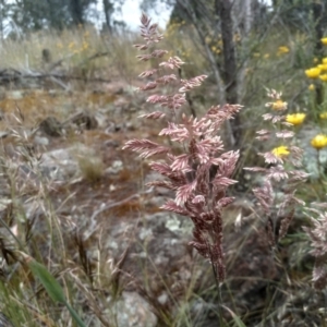 Holcus lanatus at Cooma, NSW - 16 Dec 2022