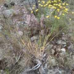 Holcus lanatus at Cooma, NSW - 16 Dec 2022