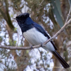 Myiagra cyanoleuca (Satin Flycatcher) at Tidbinbilla Nature Reserve - 10 Dec 2022 by KorinneM