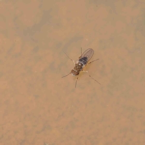 Brachydeutera sydneyensis at O'Connor, ACT - 7 Dec 2022 11:58 AM