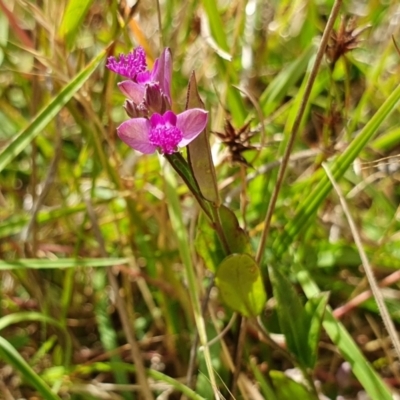 Polygala japonica (Dwarf Milkwort) at Yass River, NSW - 16 Dec 2022 by SenexRugosus