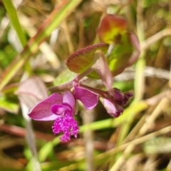 Polygala japonica at Yass River, NSW - 16 Dec 2022