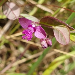 Polygala japonica at Yass River, NSW - 16 Dec 2022