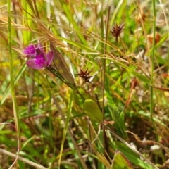 Polygala japonica at Yass River, NSW - 16 Dec 2022 03:56 PM