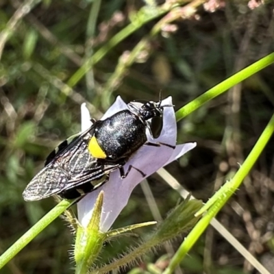 Odontomyia hunteri (Soldier fly) at Ainslie, ACT - 16 Dec 2022 by Pirom