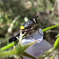 Odontomyia hunteri at Ainslie, ACT - 16 Dec 2022 05:21 PM