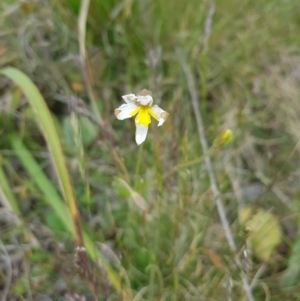 Goodenia paradoxa at Mount Clear, ACT - 15 Dec 2022