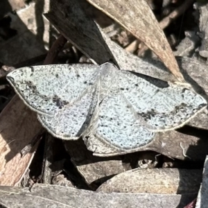 Taxeotis intextata at Campbell, ACT - 16 Dec 2022