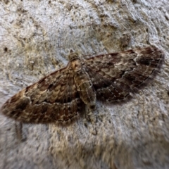 Chloroclystis catastreptes (Green and Brown Carpet) at Mount Ainslie - 16 Dec 2022 by Pirom